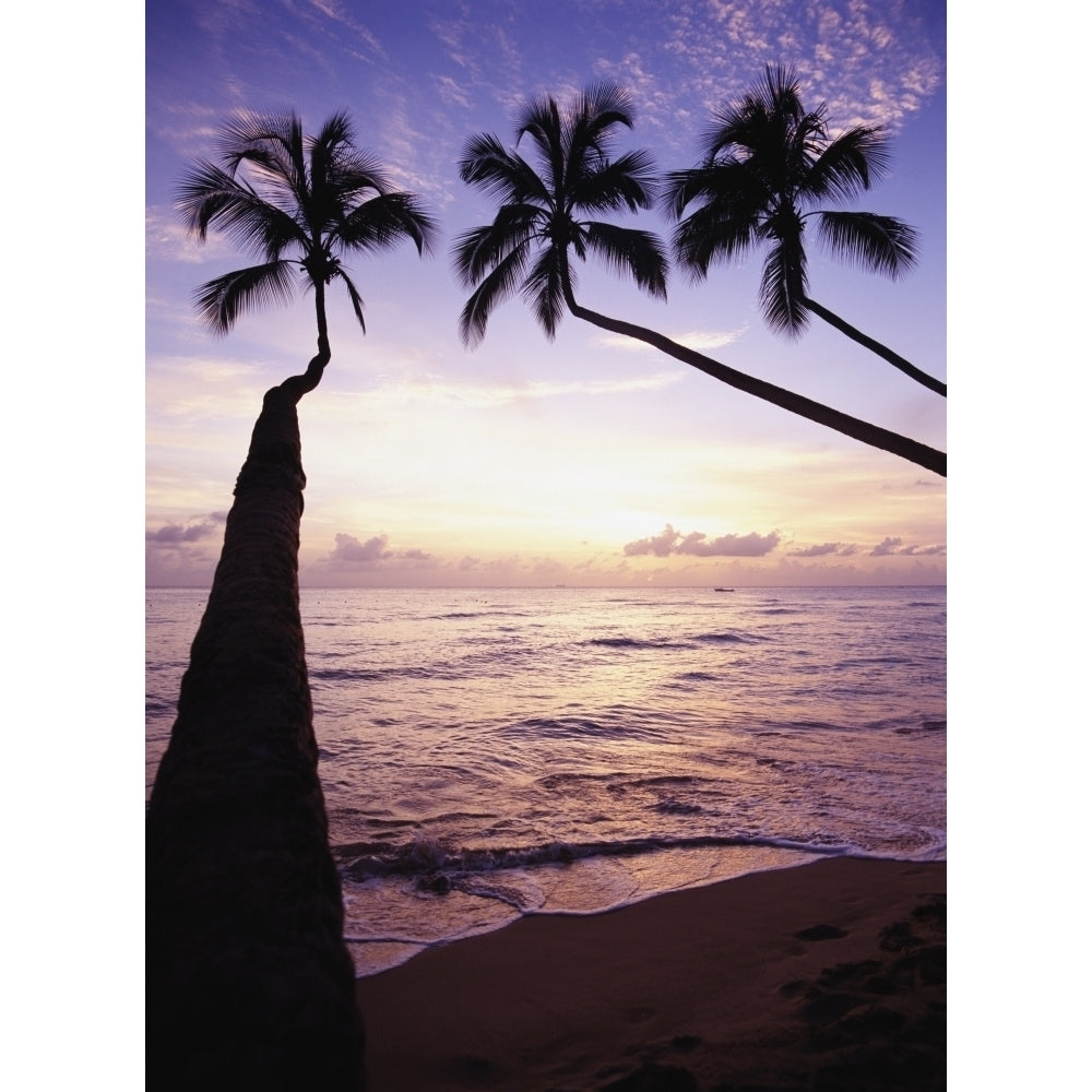 Palm Trees At Dusk Poster Print Image 1