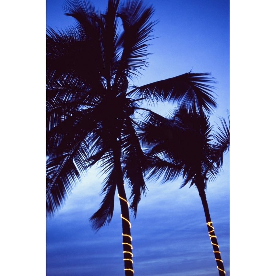 Palm Trees Decorated With Christmas Lights by Ellen Rooney / Design Pics Image 1