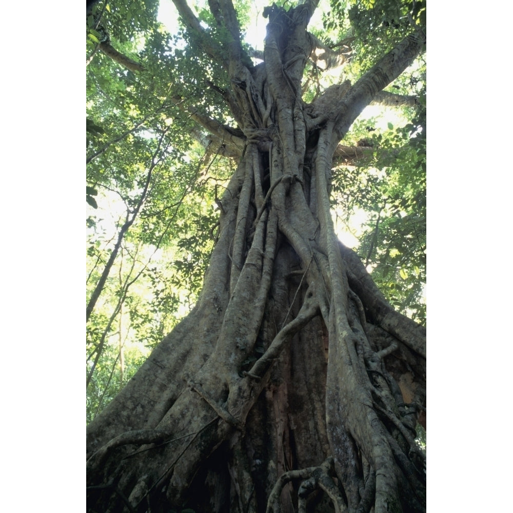 Strangler Fig Low Angle View Poster Print Image 2