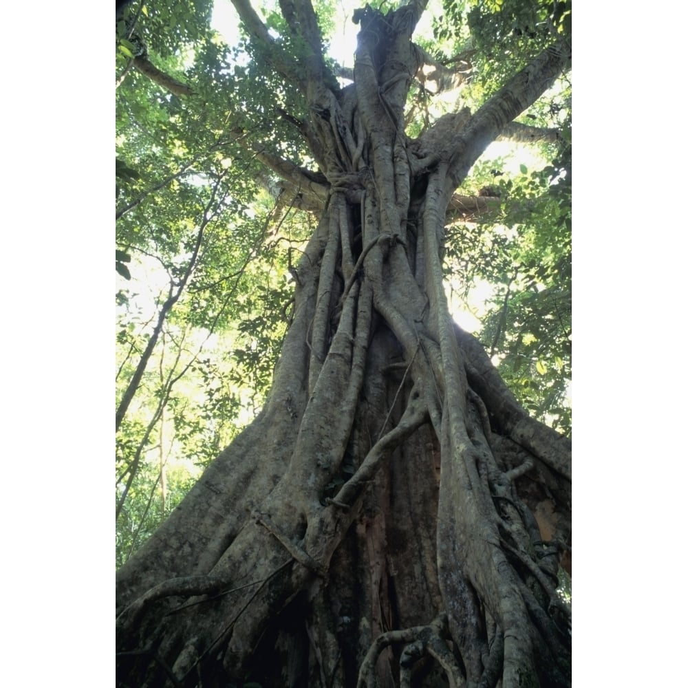 Strangler Fig Low Angle View Poster Print Image 1