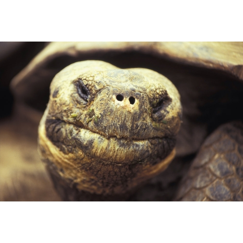 Close-Up Of Giant Tortoise Poster Print Image 2