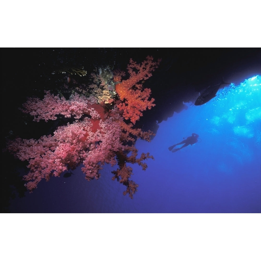 Silhouette Of Scuba Diver With Red Soft Coral Poster Print Image 2