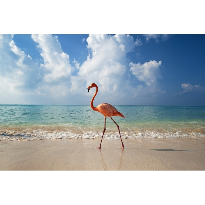 Flamingo Walking Along Beach Poster Print Image 1