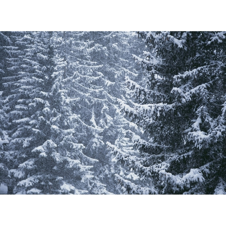 Pine Trees Covered In Snow Les Arcs Poster Print Image 1