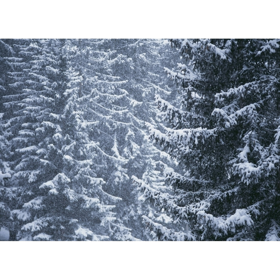 Pine Trees Covered In Snow Les Arcs Poster Print Image 1