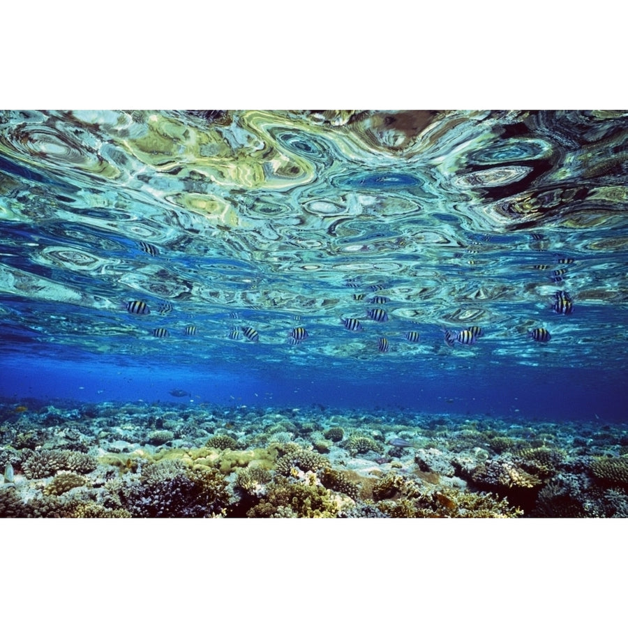 Fish And Coral Underwater Reflected In Water Red Sea Poster Print Image 1