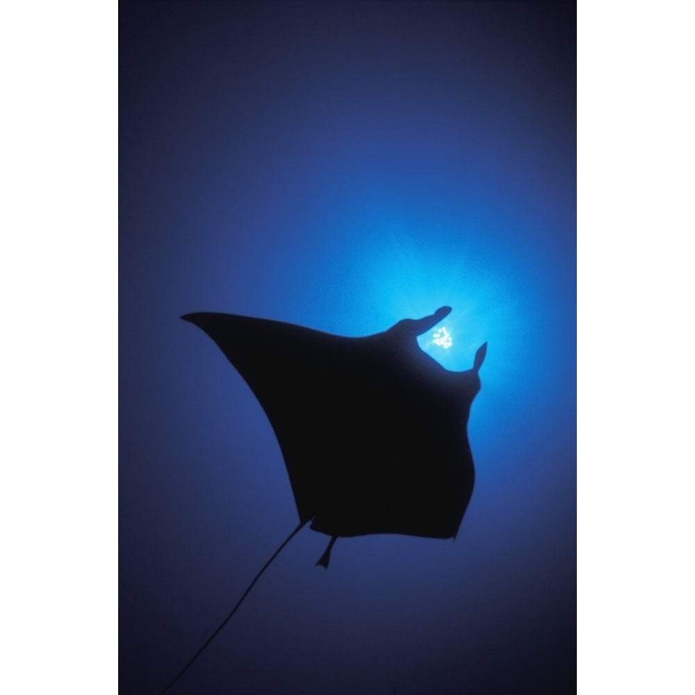 Silhouette Of Sting Ray And Shaft Of Light In Blue Water Poster Print Image 1