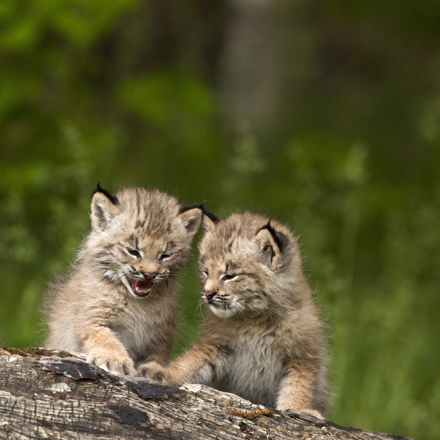 Two Canada Lynx Kittens Playing On A Log; Canmore Alberta Canada Poster Print Image 1