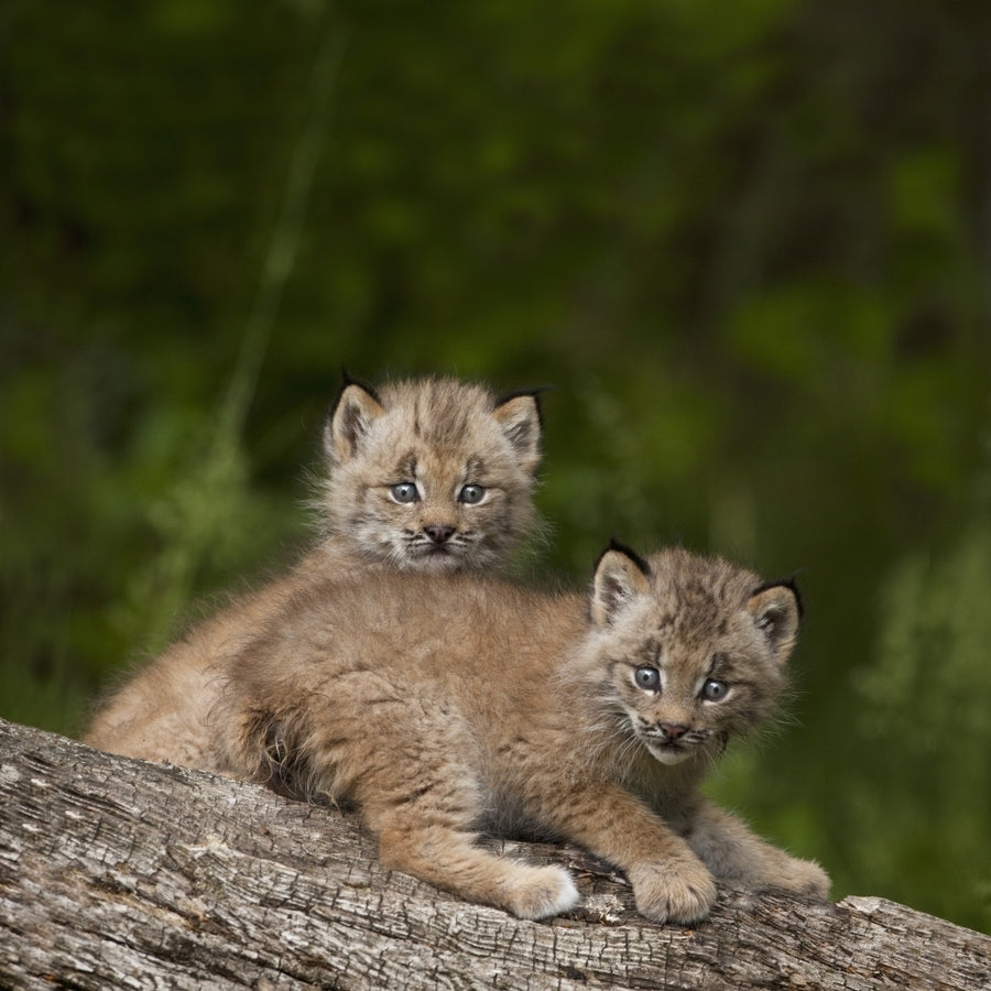 Two Canada Lynx Kittens Playing On A Log; Canmore Alberta Canada Poster Print Image 1