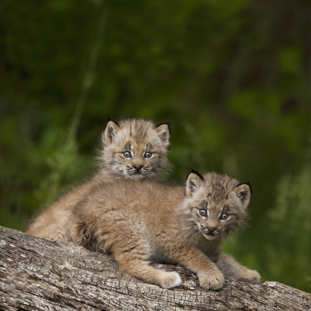 Two Canada Lynx Kittens Playing On A Log; Canmore Alberta Canada Poster Print Image 2