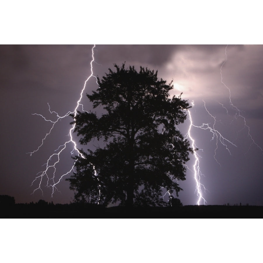 Lightning Strikes In The Sky Behind A Tree; Alberta Canada Poster Print Image 1