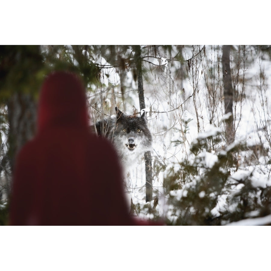 Little Red Riding Hood Looking At The Big Bad Wolf; Alberta Canada Poster Print Image 1