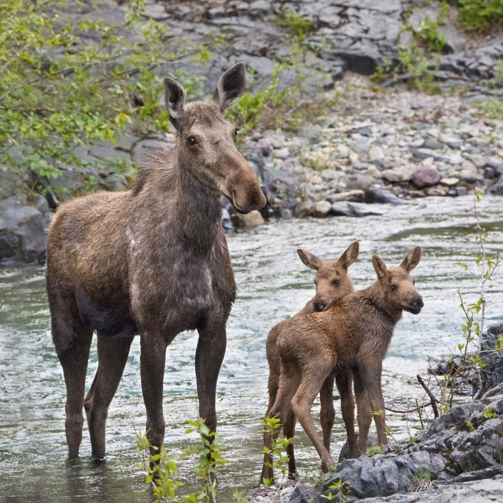 Sow Moose And Calves At Waterton National Park; Alberta Canada Poster Print Image 2