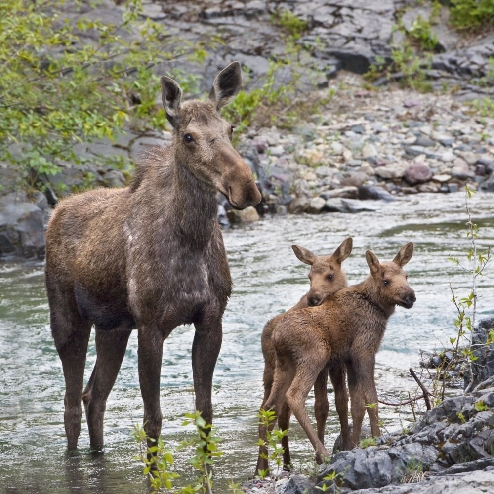 Sow Moose And Calves At Waterton National Park; Alberta Canada Poster Print Image 1