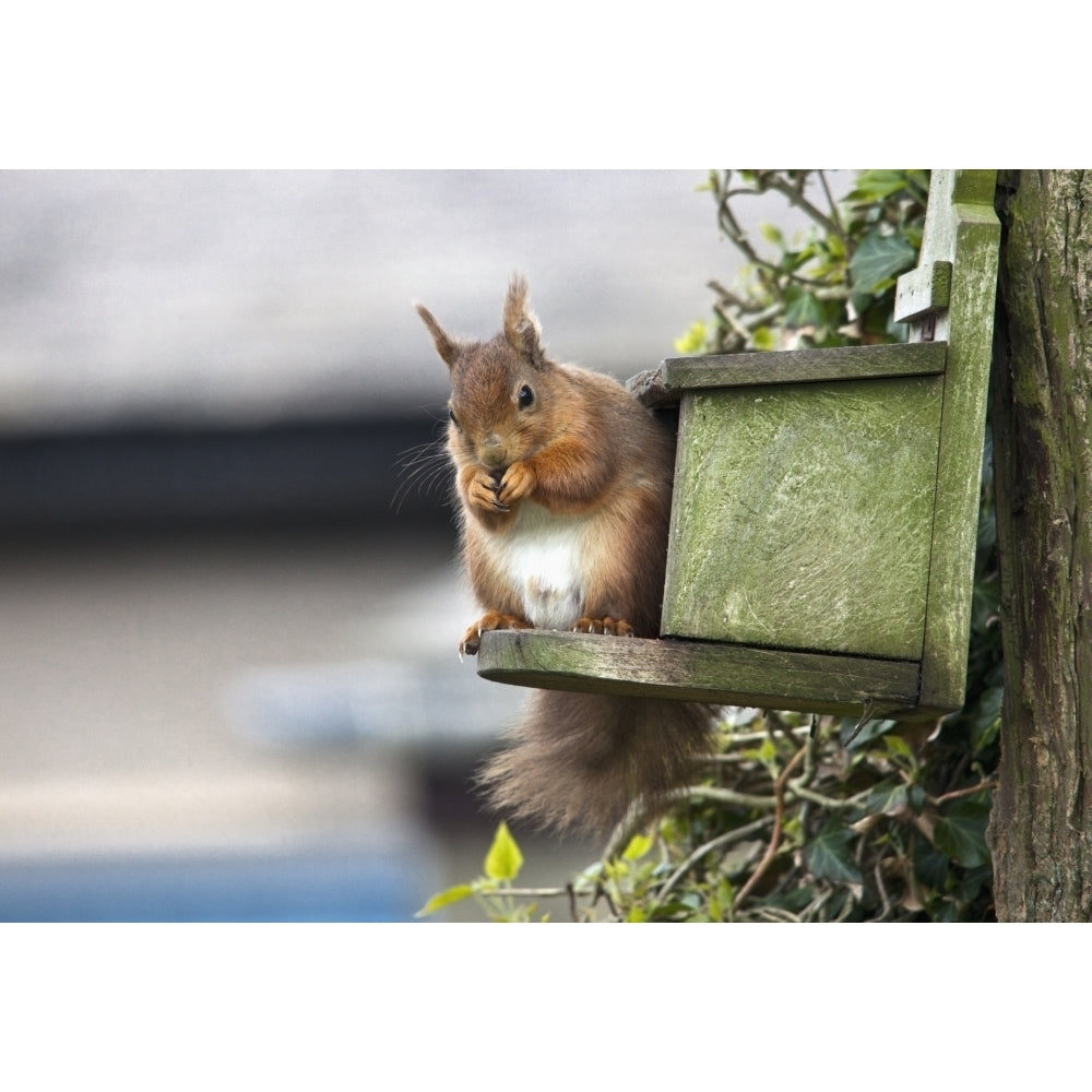 Red Squirrel Sitting On A Bird House Hung On A Tree Trunk; Northumberland England Print Image 2