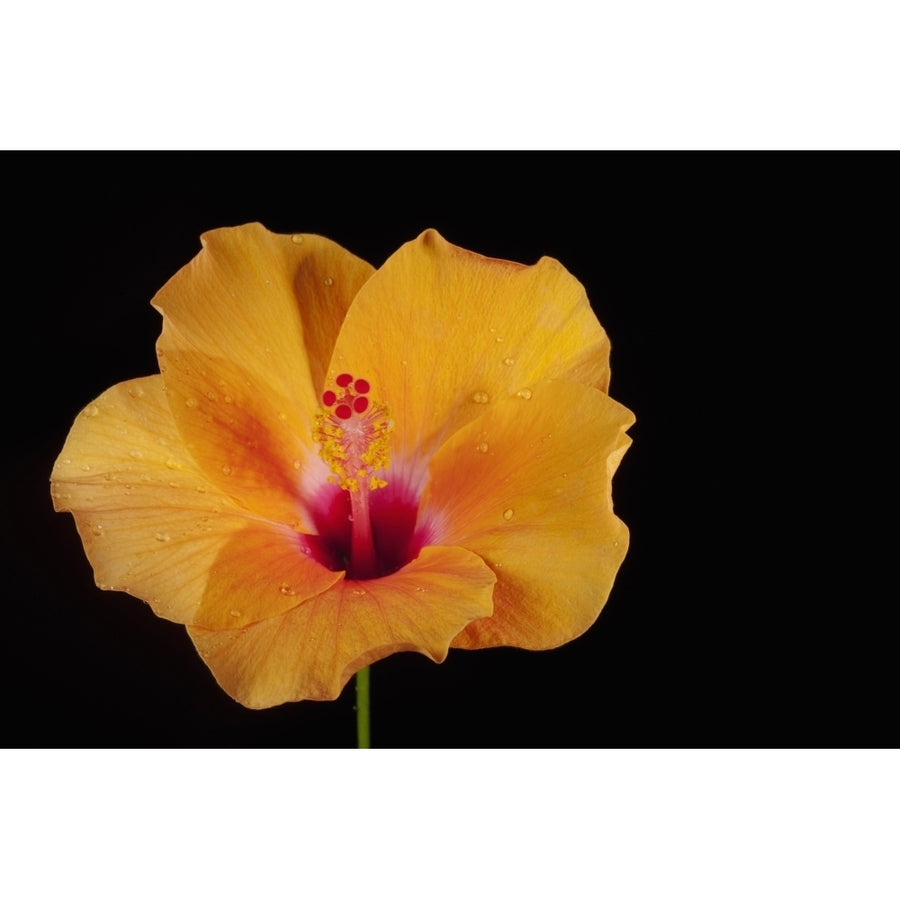 An Orange Hibiscus; Chiang Mai Thailand Poster Print Image 1