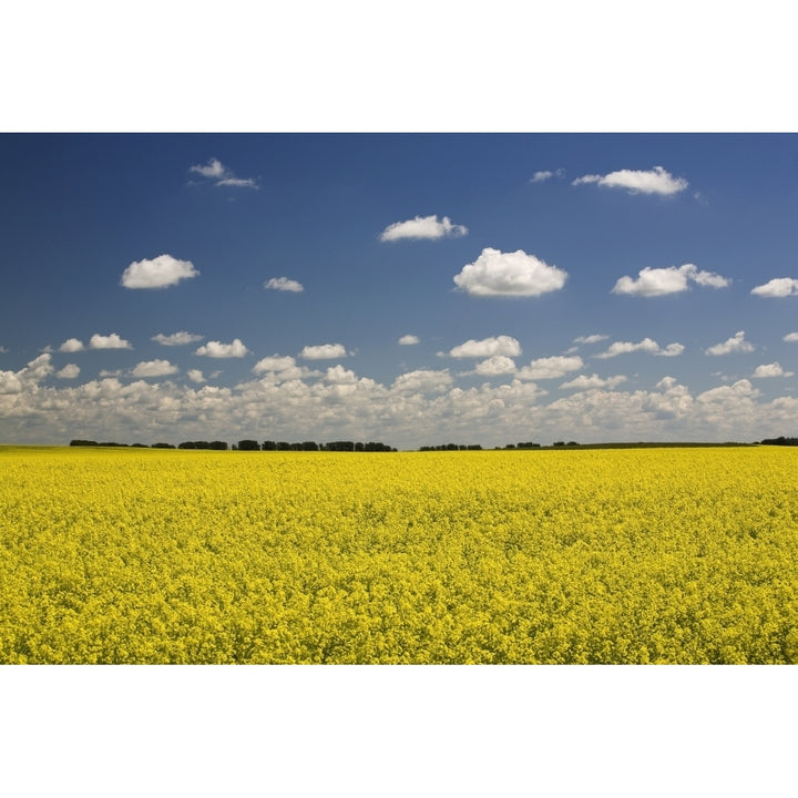 Flowering Canola Field With Clouds Overhead; Alberta Canada Poster Print Image 1