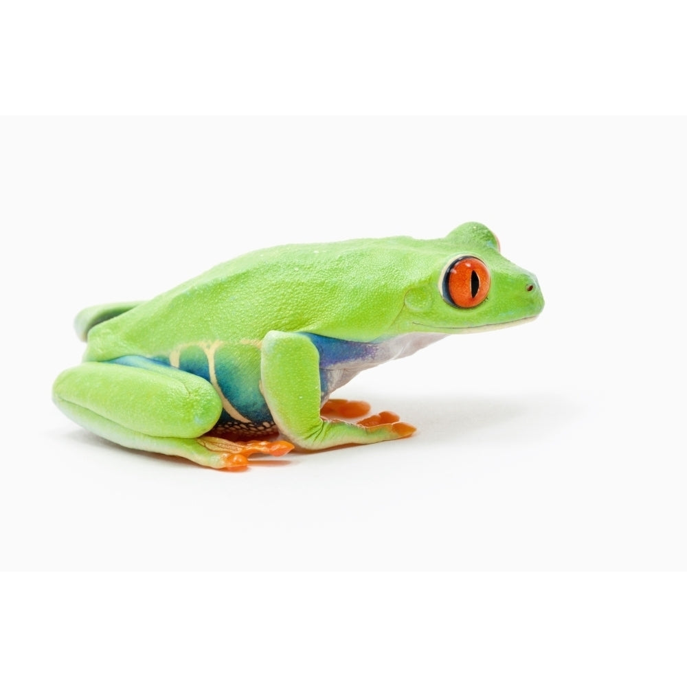 Red-Eyed Tree Frog ; Edmonton Alberta Canada Poster Print Image 2