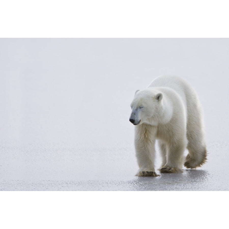 Polar Bear Walking On Ice With Eyes Closed Looking Gentle And Calm; Churchill Manitoba Canada Image 1