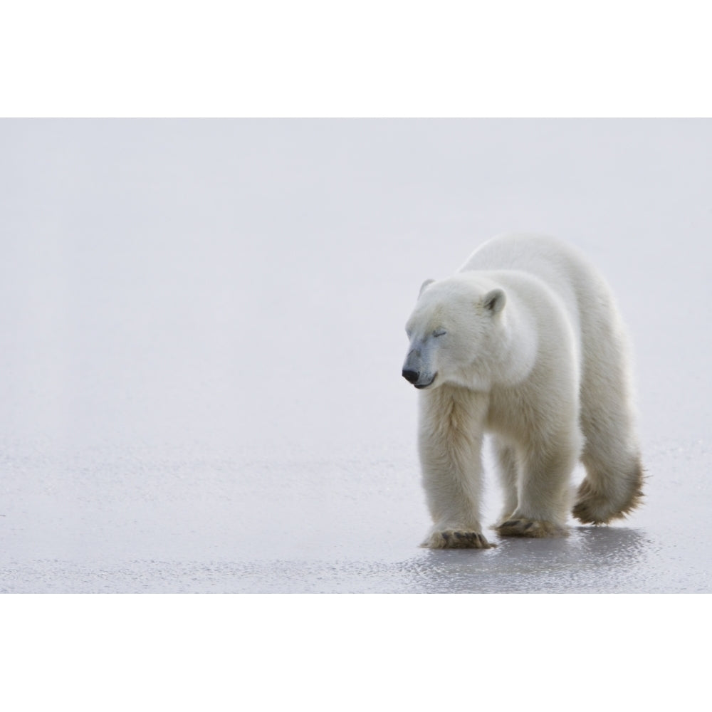 Polar Bear Walking On Ice With Eyes Closed Looking Gentle And Calm; Churchill Manitoba Canada Image 2