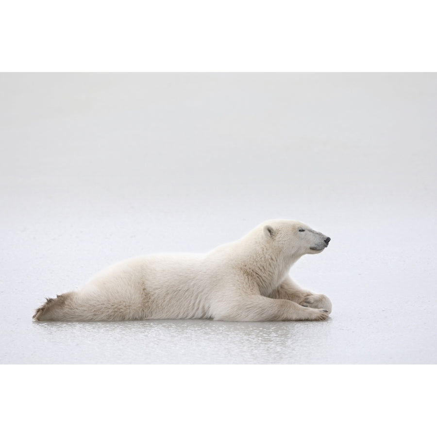 Polar Bear Laying On A Lake Of Ice; Churchill Manitoba Canada Poster Print Image 1