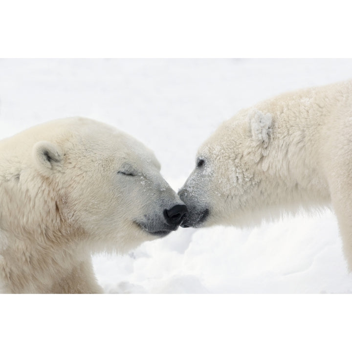 Two Polar Bears Touching Noses Or Kissing; Churchill Manitoba Canada Poster Print Image 2