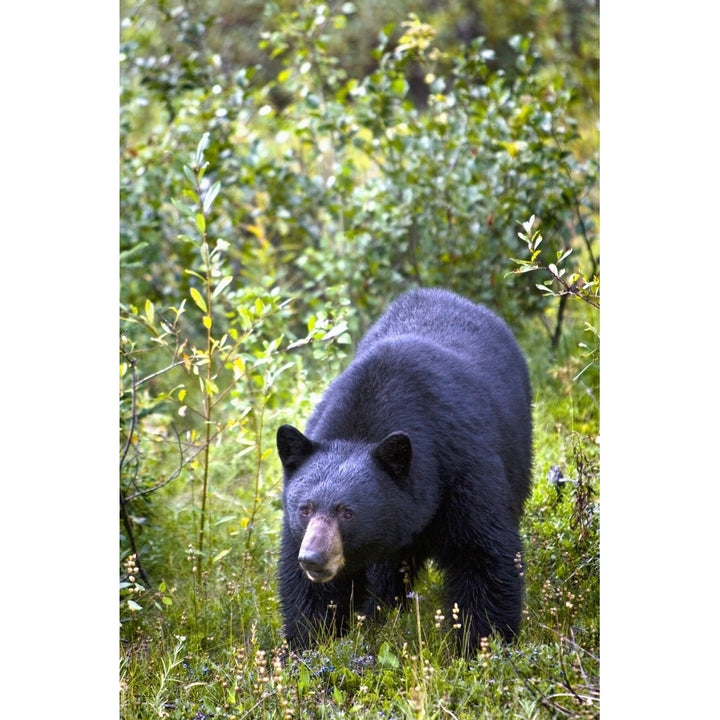 A Black Bear ; Jasper Alberta Canada Poster Print Image 1