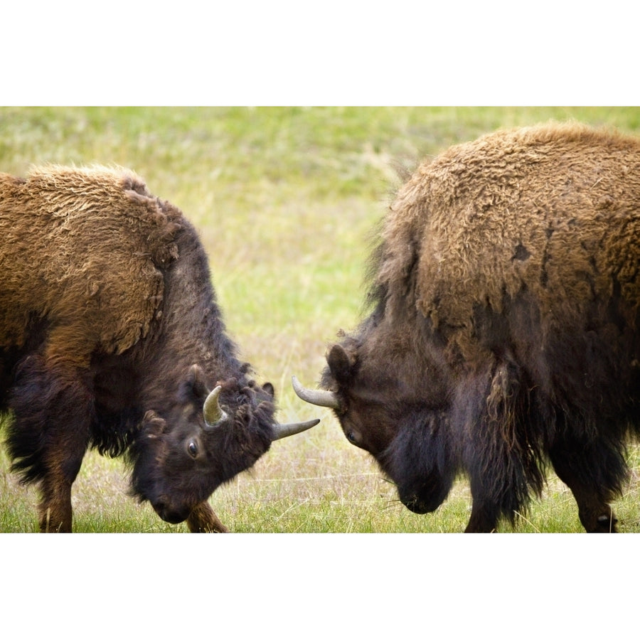 Two Male Bisons Fighting At Yellowstone National Park; Wyoming Usa Poster Print Image 1