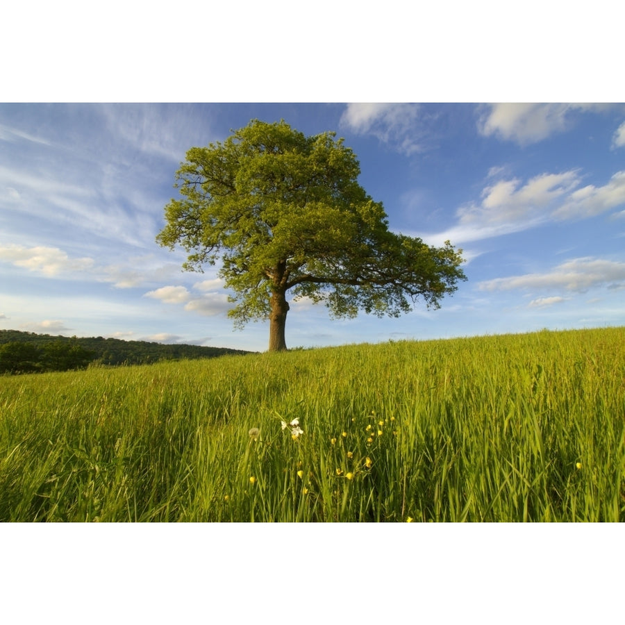 Single Oak Tree On A Hill Poster Print Image 1