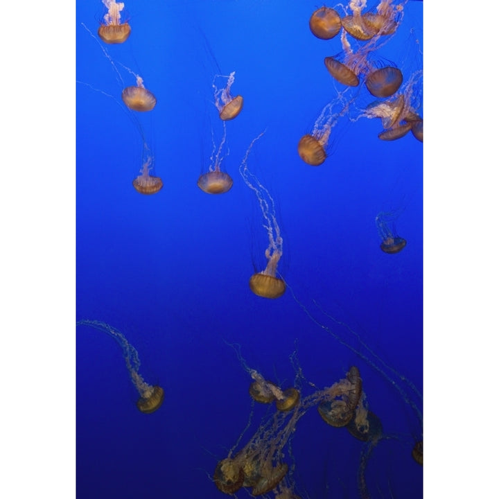 Pink Jellyfish Floating In A Tank At Monterey Bay Aquarium Poster Print Image 1