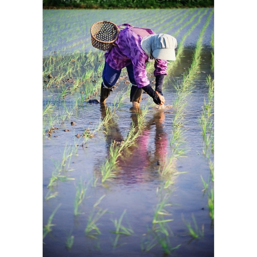 Local Planting Rice By Hand Poster Print Image 1