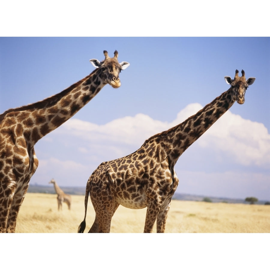 Giraffe Standing In Dry Grass On The Plains Of The Masai Mara Game Reserve Poster Print Image 1