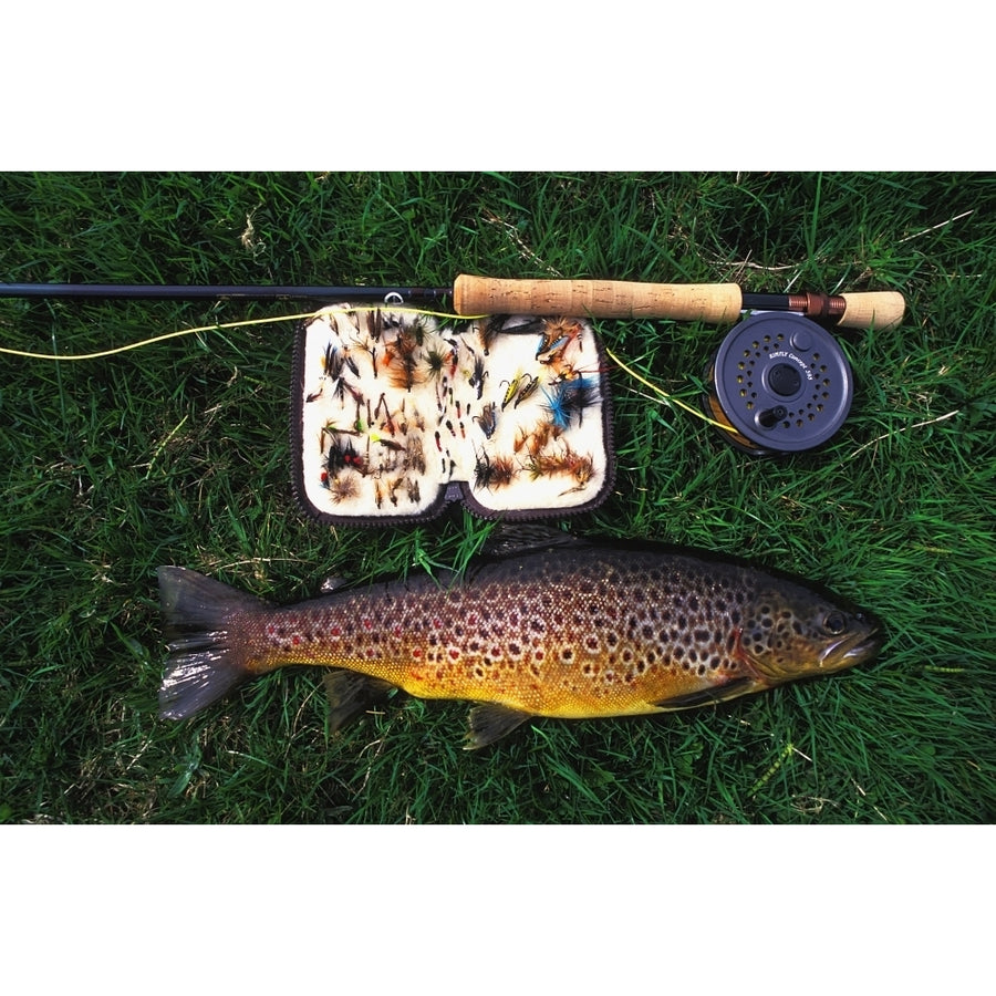 Wild Brown Trout And Fishing Rod Poster Print Image 1