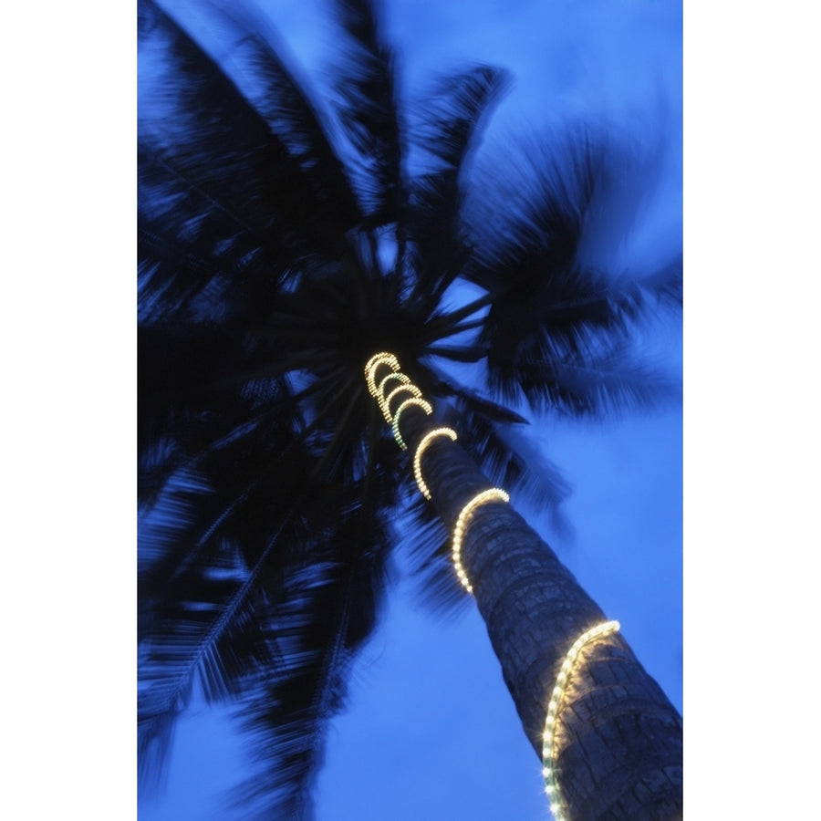 Palm Tree With Fairy Lights Blurred Motion by Ian Cumming / Design Pics Image 1