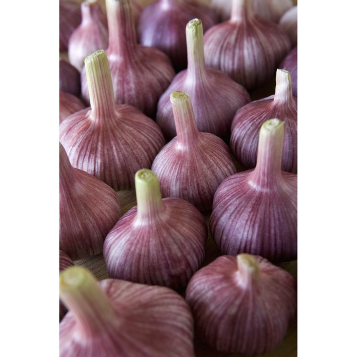 Garlic Bulbs Poster Print Image 1