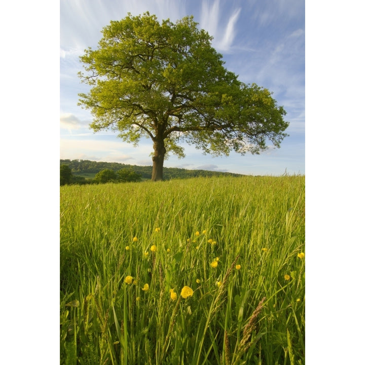 Solitary Oak Tree And Wildflowers In Field Poster Print Image 1