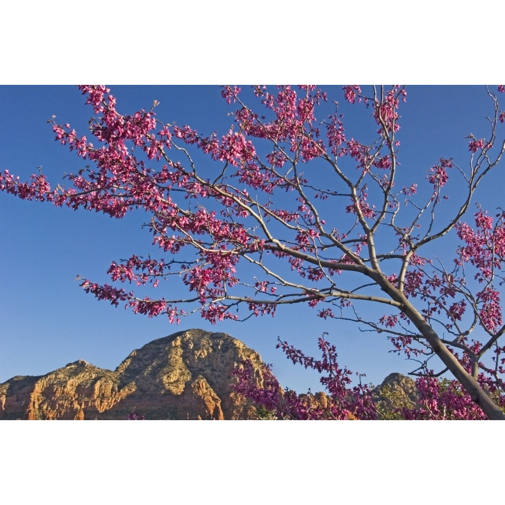 A Tree With Pink Blossoms In Red Rock Country. Poster Print Image 1