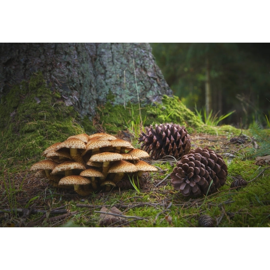 Mushrooms And Pine Cones On The Forest Floor; Northumberland England Poster Print Image 1