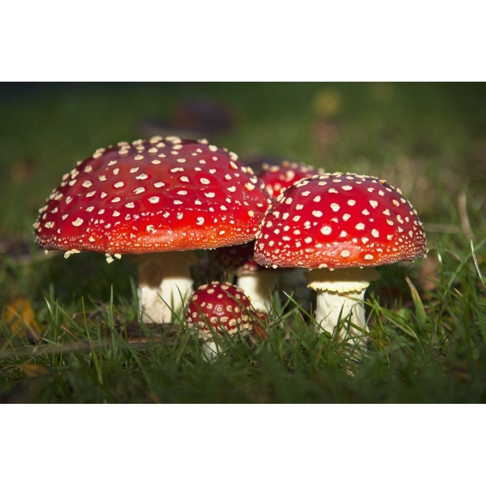 Fly Agaric Mushrooms Growing In The Grass; Northumberland England Poster Print Image 2