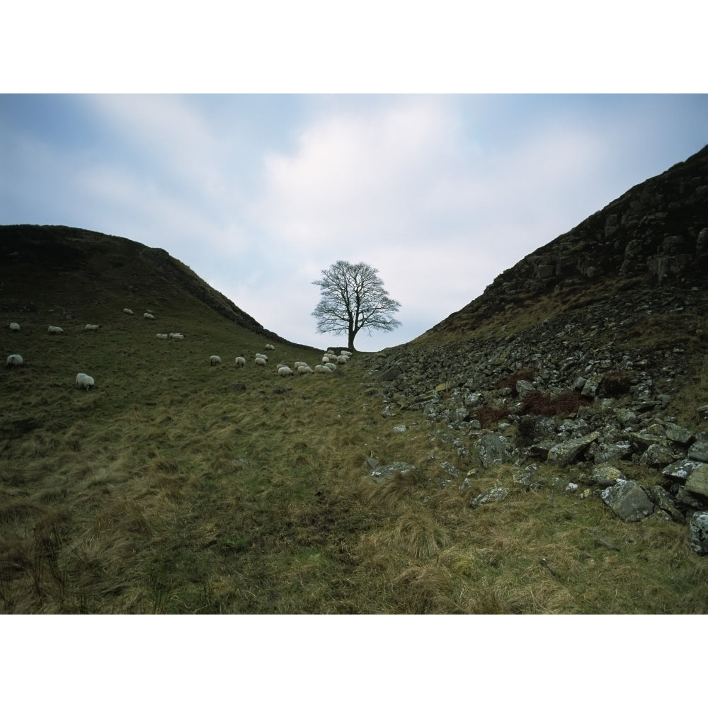 Solitary Tree In Sycamore Gap On Hadrians Wall Poster Print Image 1