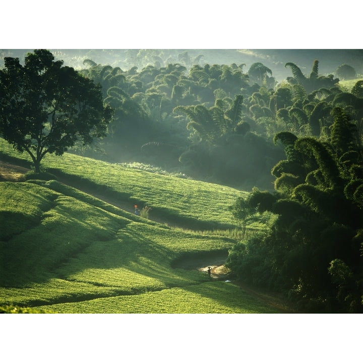 People Walking Through Lujeri Tea Estate At Dawn Past Bamboo Beneath Mt Mulanje Poster Print Image 2