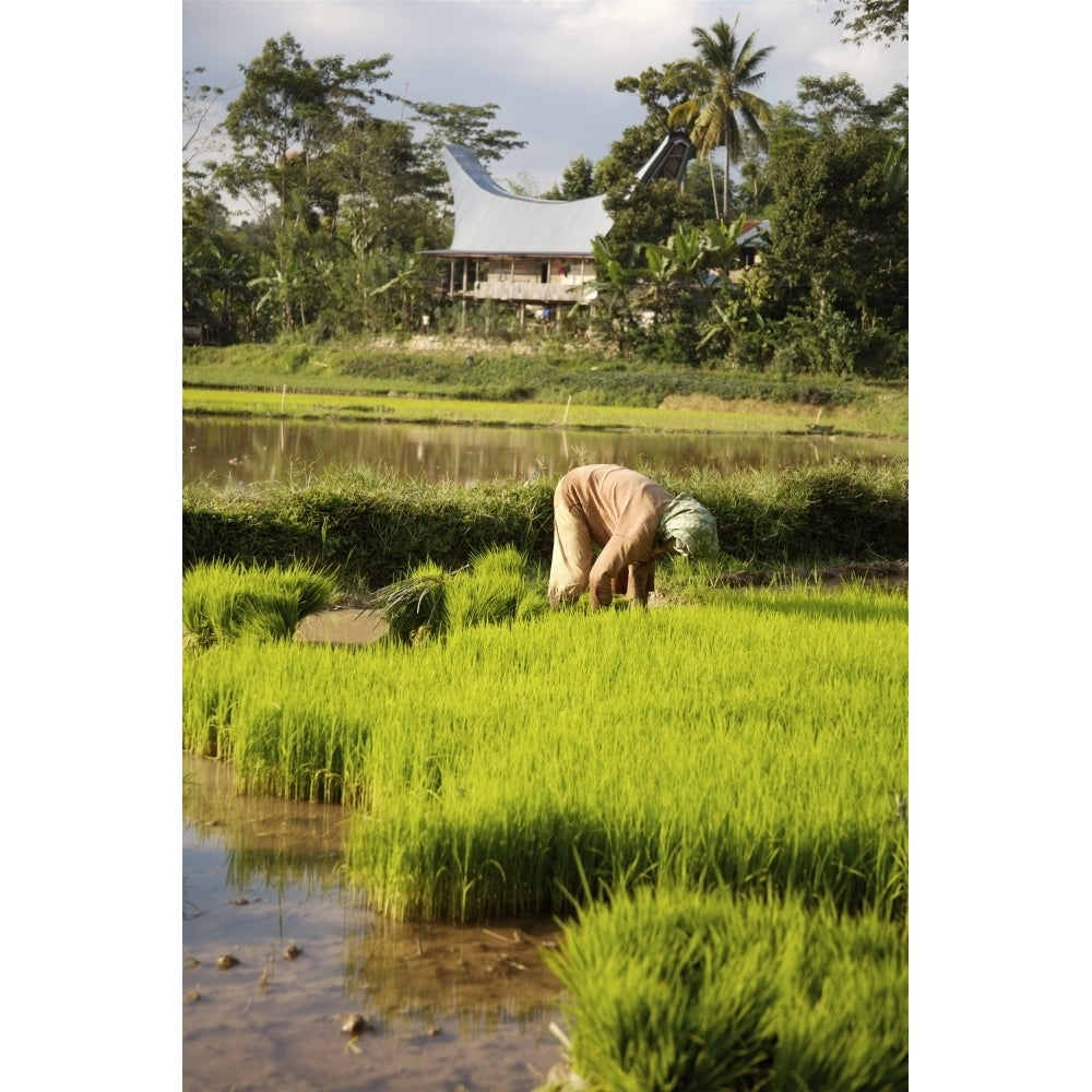 Woman Planting Rice Poster Print Image 1