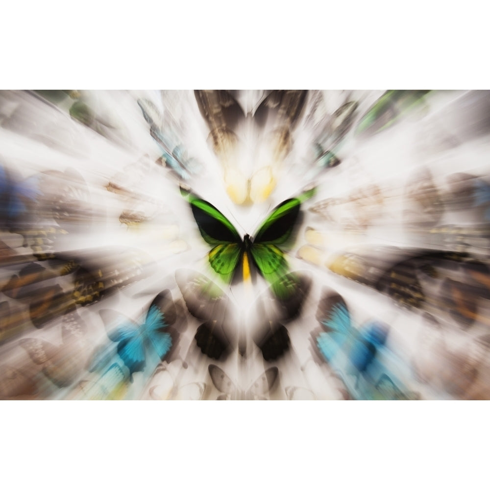 Focus On A Green Butterfly With Images Of Butterflies Surrounding It Poster Print Image 1