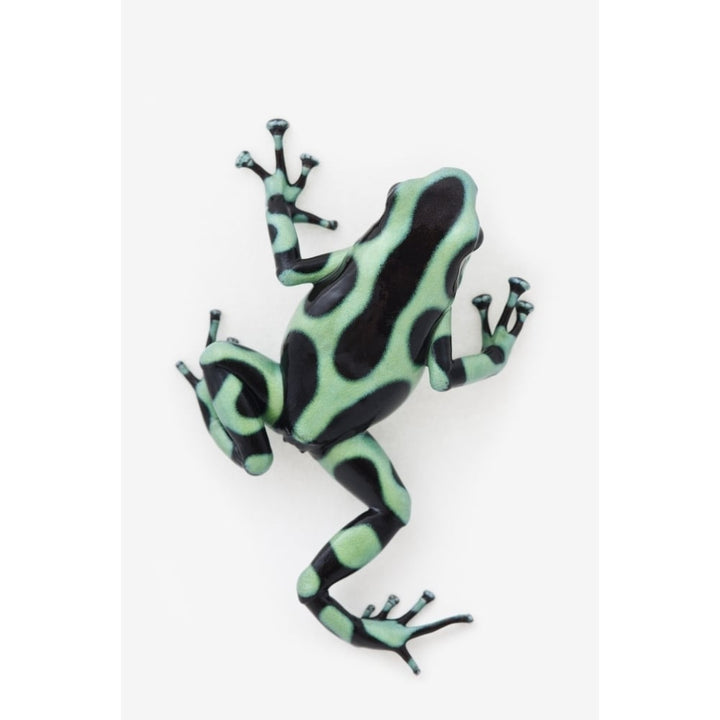 Black And Green Poison Dart Frog Poster Print Image 1