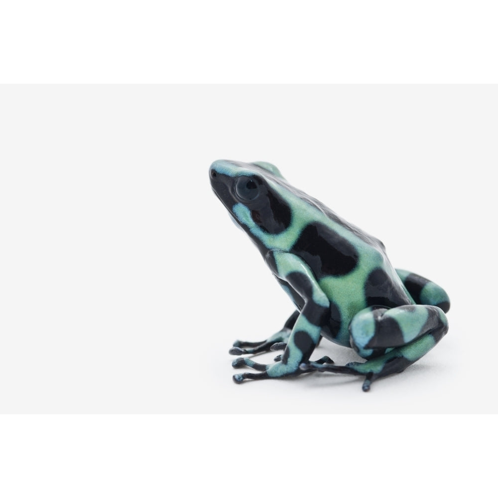 Black And Green Poison Dart Frog Poster Print Image 1