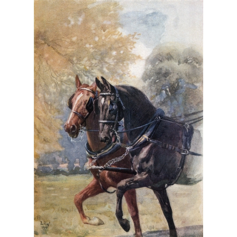 In Double Harness. Illustration By Lucy Kemp Welch From The Book Black Beauty By A. Sewell Published 1915. Image 1