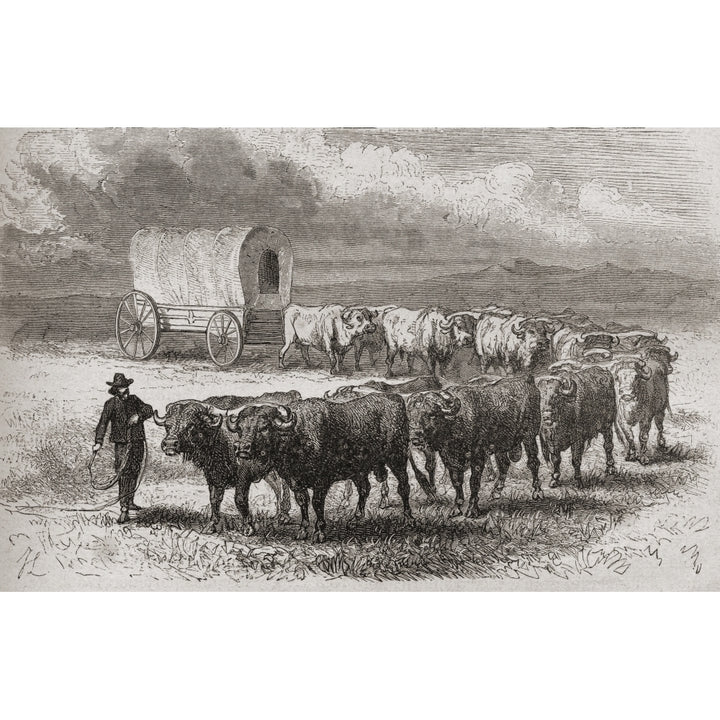 Driving Oxen Across The Great Plains Of America In 1867. From El Mundo En La Mano Published 1878. Poster Print Image 1