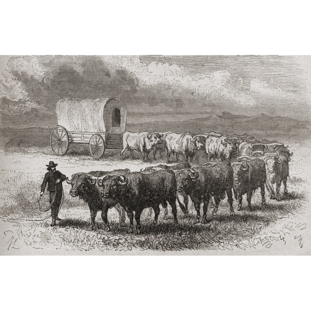 Driving Oxen Across The Great Plains Of America In 1867. From El Mundo En La Mano Published 1878. Poster Print Image 2