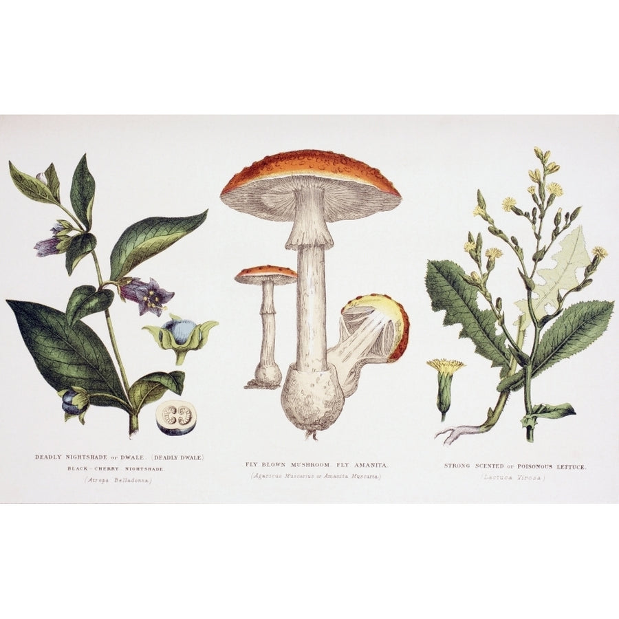 Common Poisonous Plants Left To Right: Deadly Nightshade; Fly Blown Mushroom Or Fly Amanita; Strong Scented Or Poisonou Image 1