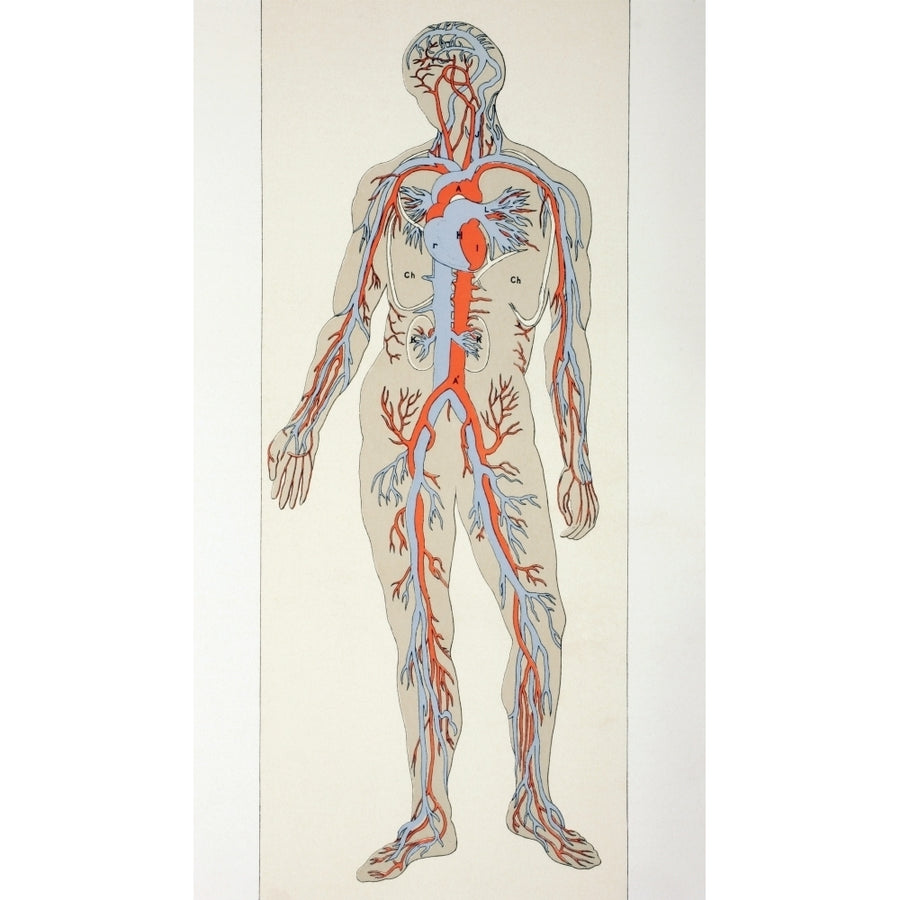 Distribution Of Blood Vessels In The Human Body. Arteries Shown In Red Veins In Image 1